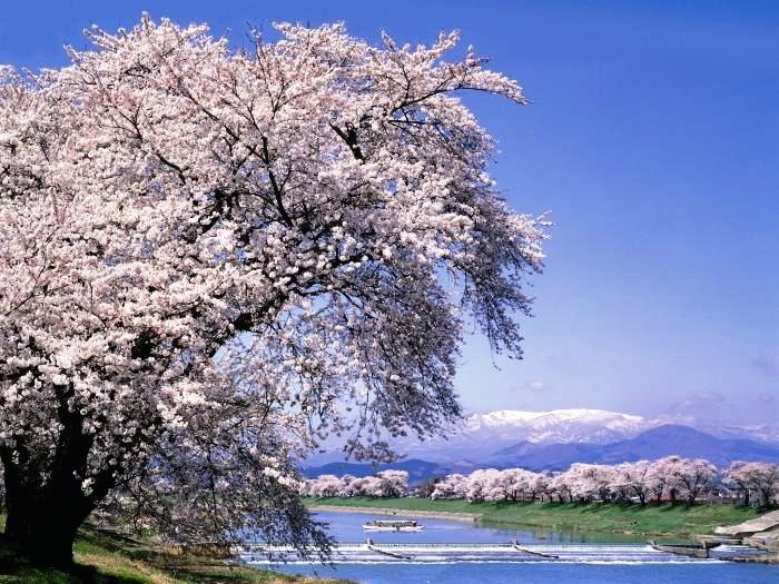 景勝：一目千本桜と白石川遠くに残雪の蔵王山